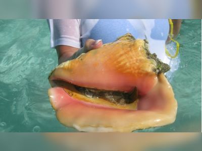 Investigation launched into conch contamination in The Bahamas