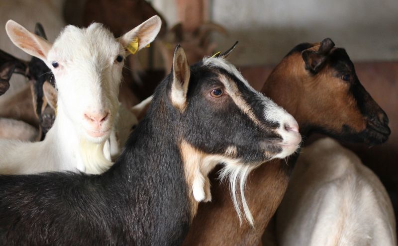 Man finds 4 of his goats with heads chopped off in front yard