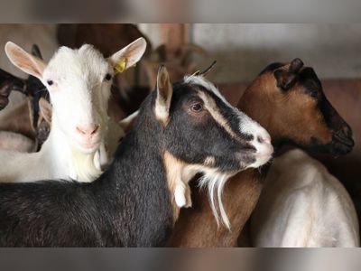 Man finds 4 of his goats with heads chopped off in front yard