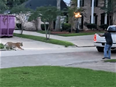 WATCH: Tiger on the Loose in West Houston Neighborhood