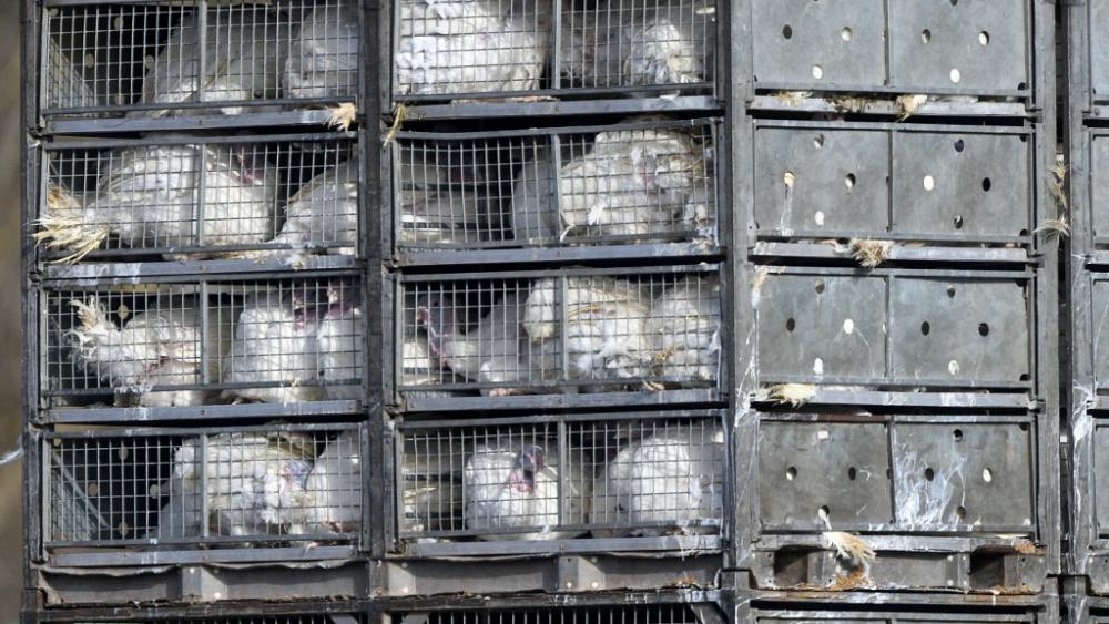 European Parliament overwhelmingly backs ban on caged animal farming