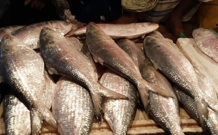 BVI seeing surge in fish poisoning
