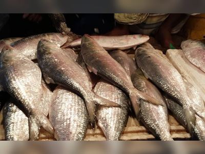 BVI seeing surge in fish poisoning