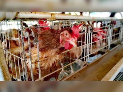 Caged animal farming: EU aims to end practice by 2027