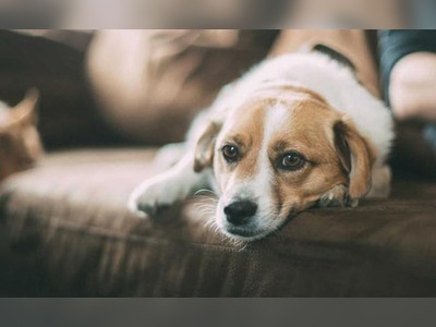Coronavirus Detected In Pet Dog In UK: Report