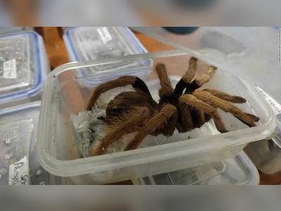 Colombia seizes hundreds of tarantulas bound for Germany