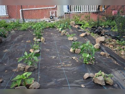 Garden Programme producing fresh, organic food in District 7