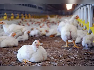 Poultry production to become major revenue earner for Anegada?