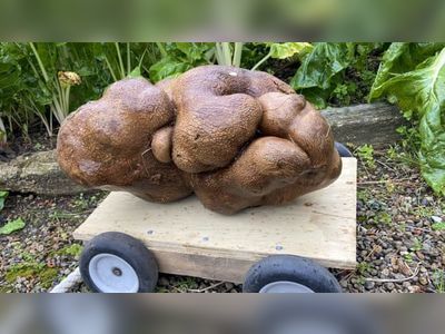 Giant New Zealand potato is not in fact a potato, Guinness World Records rules
