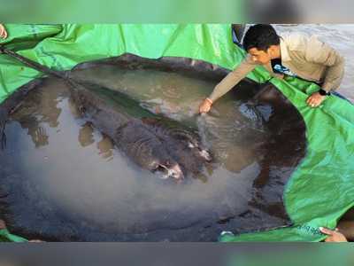 World's Largest Freshwater Fish Caught In Cambodia's Mekong River