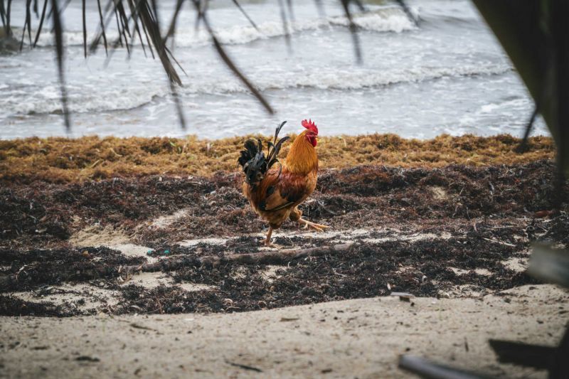 High levels of heavy metals found in vegetables grown in Sargassum-enriched soil