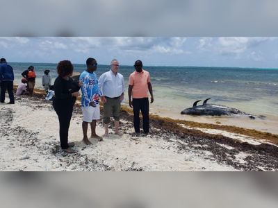 Some dead whales ‘will be dragged to the ocean’- Hon Turnbull