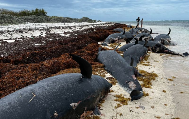 Whales trapped on reef in Anegada; Over 40 reportedly died, others injured
