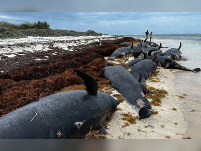 Whales trapped on reef in Anegada; Over 40 reportedly died, others injured