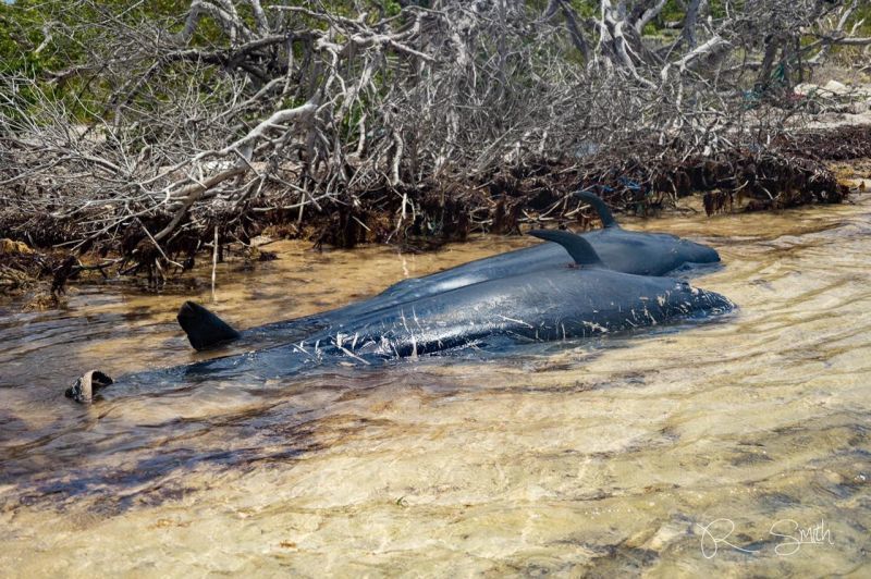 Public urged not to remove stranded whales from shore