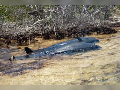 Public urged not to remove stranded whales from shore