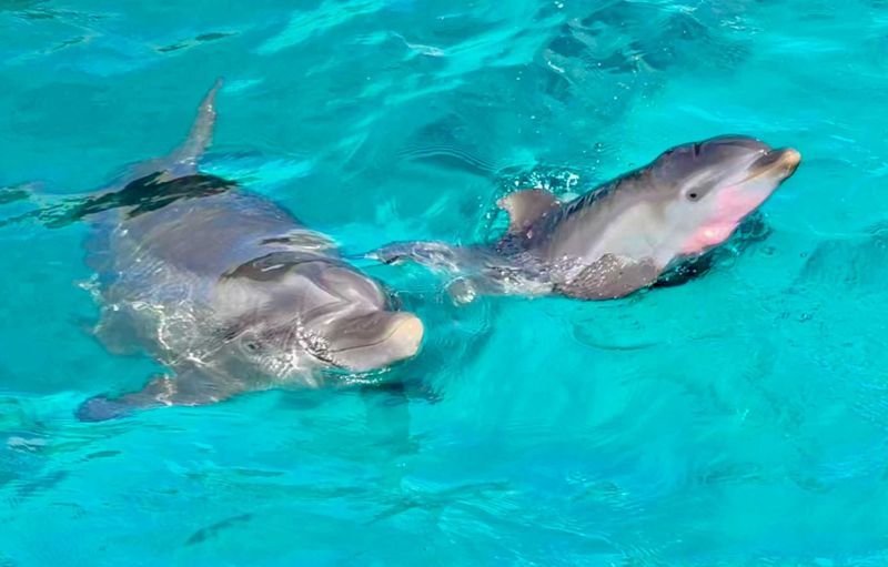 Dolphin calf born 3 weeks ago @ coral world suddenly dies