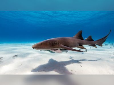 8-year-old boy bitten by sharks in The Bahamas