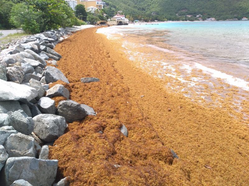 Sargassum seaweed invades Cane Garden Bay beach