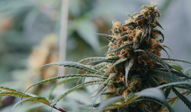 Marijuana legalisation bill in USVI lacks senators' support