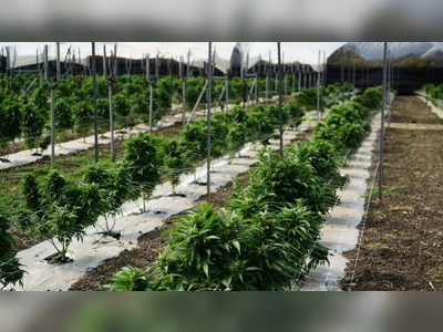 We’ve now found a way forward for medical marijuana — Premier