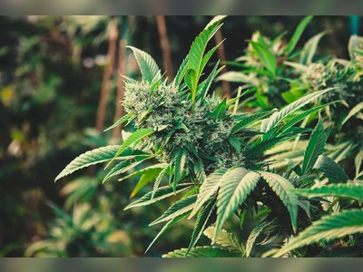 Over 130 marijuana plants discovered near VG national park