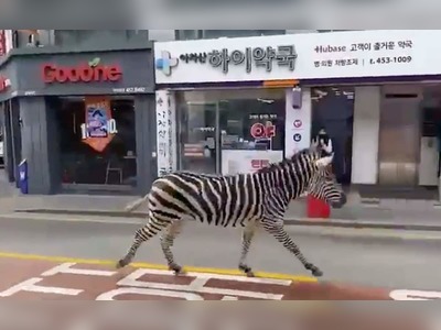 Video: Thats Not A Zebra Crossing, Thats A Zebra Crossing The Road