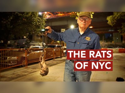 “The Rats of New York City are the secondary problem after the politicians”