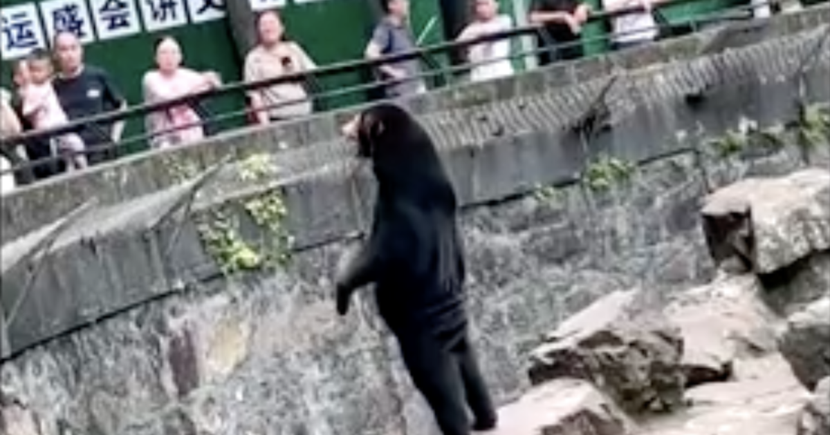 A zoo in China insists this is a bear, not a man in a bear suit